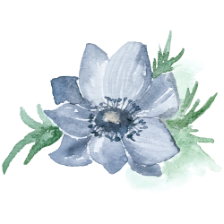 IanMikraz-Watercolor-Blue-Anemone-Flower-Illustration-Graphics-06@2x